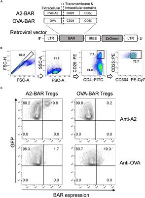 Suppression of FVIII-Specific Memory B Cells by Chimeric BAR Receptor-Engineered Natural Regulatory T Cells